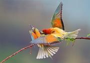 Bienenfresser - European Bee-eater  (Merops apiaster)